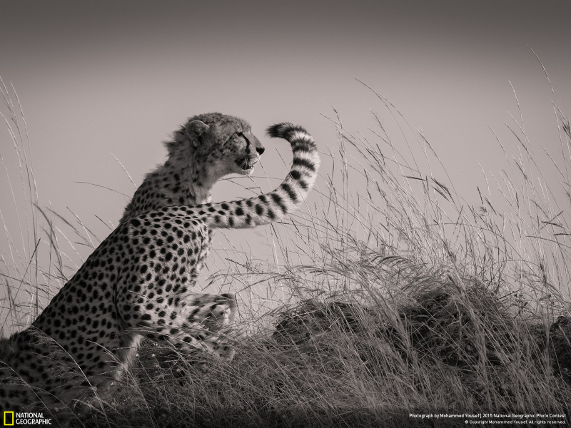 Illustration for article titled The Coolest Images From National Geographic's 2015 Photo Contest